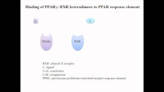 Role of PPARγ in HCC – Video abstract 48512 [upl. by Paulina306]