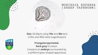 Moniezia expansa Sheep tapeworm [upl. by Noble]