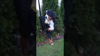 Bruno oddaj małpkę 🤣 dog doglover dogs bernese berneselovers bernesemountaindogs [upl. by Filbert]