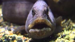 Atlantic Wolffish wolf fish underwater Зубатка рыба Steinbit Steinbeißer Havskatt オオカミウオ [upl. by Atiuqal340]