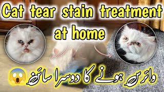 Persian cat eyes cleaning method Home remedies for cat tear stain cleaningHow to clean cats eyes [upl. by Naol]