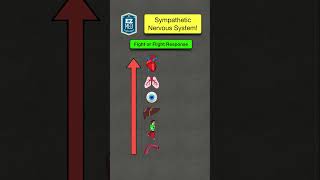 🔥 How to Remember the Sympathetic Nervous System in 60 SECONDS Fight or Flight Response [upl. by Coral]