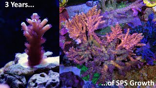 3 years of SPS and Acropora coral growth [upl. by Eveineg]