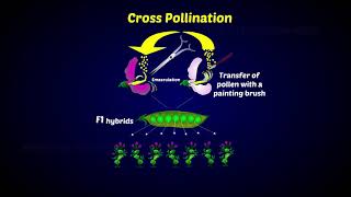 Hybridization in Plant Breeding [upl. by Wiener]