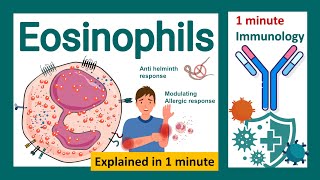 Eosinophils explained in 1 minute  What role do eosinophils play in immunity  Immunology in 1 min [upl. by Nath818]