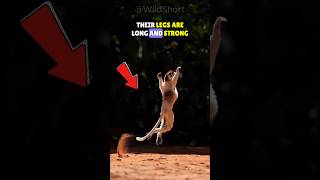 The Jumping Lemur  Sifaka Lemur🐒 shorts shortfeed [upl. by Sparke]