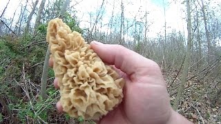 Morel Mushroom Hunting in NE Oklahoma [upl. by Claud]