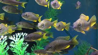 Red Fin Borleyi Cichlids [upl. by Rafaello982]