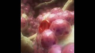 Hematopoiesis  Making of Blood Cells [upl. by Herzog]