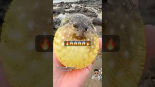 Puffer fish 😱😱❤️🔥 pufferfish fishing puffer ocean shorts entertainment solo [upl. by Eppie394]