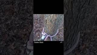 Timber Hitch for tree work [upl. by Sipple348]