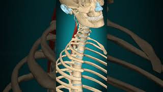 Spinalis capitis muscle action Vertebral column Lateral flexion muscle anatomy [upl. by Llywellyn]