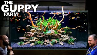 The Guppy Farm EXOTIC Guppy Island Style All In One Aquarium Aquascape Tutorial [upl. by Zedekiah721]