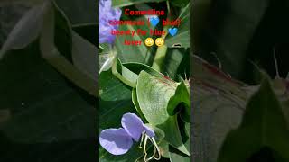 Commelina communis botanywithyoutube medicinalplants ytshorts garden koreanmusickoreanmix [upl. by Rothenberg69]