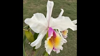 Blooms  Cattleyas amp Phal [upl. by Peyter]