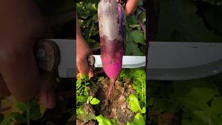 Rural farming life and cutting skills radish eating so fresh reels 2024 yummy radish shorts [upl. by Fiske]