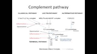 Complement system summary [upl. by Bronwyn]