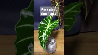 Wonderful plant growing a leaf in 2 weeks  time lapse [upl. by Thackeray334]