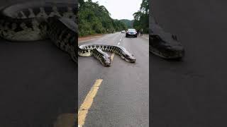 Twoheaded South American python lying in the middle of the roadpython anime wildlife [upl. by Brout]