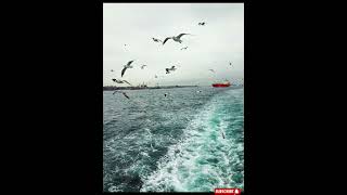 How Do Birds Fly 🦅 The Power of Wings facts explore [upl. by Siclari]