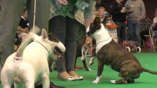 Crufts Dog show 2017 Miniature Bull Terriers Open Dog [upl. by Elon]