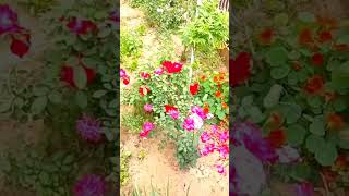 flowers 🌹🌺🌺yadav viral terending [upl. by Etteiluj552]