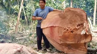 Getarkan Bumi Radius 1Km Tumbangnya Pohon Sengon MonsterPenebangan Pohon Paling Exstrime [upl. by Eldwon]