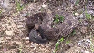 Rattlesnake Hunting Pennsylvania [upl. by Hagar772]