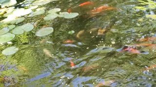 Koi And Goldfish  Backyard Paradise [upl. by Enovahs]