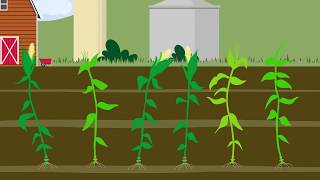 How a herbivore hijacks a nutrient uptake strategy of its host plant [upl. by Edny]