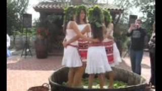 Fete dansand in struguri la Cramele Recas 2flv [upl. by Giamo]