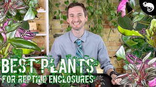 Five of the Best Plants for Reptile and Amphibian Enclosures [upl. by Natye]