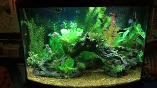 36 Gallon BowFront Community Aquarium November 2017 [upl. by Lletnahc]