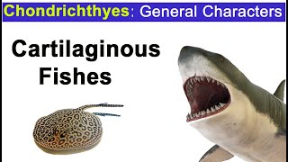 Class Chondrichthyes II Cartilaginous Fishes In Hindi [upl. by Ettenaj277]