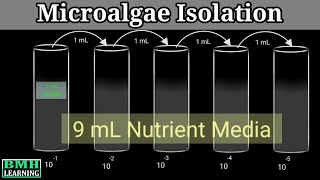 Microalgae Isolation Techniques [upl. by Fredela]