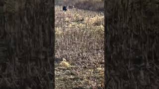 NC black bear shot with 300 win mag [upl. by Maje]