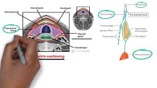 Deep Fascia Of The Neck and Thyroid  MRCS Revision بالعربي  MRCS Academy [upl. by Christabel]