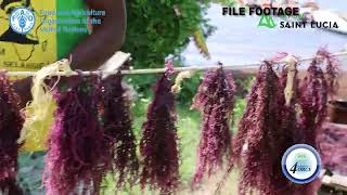 EXPORT SAINT LUCIA ADDRESSES SEA MOSS FARMERS CONCERNS [upl. by Acinoj258]