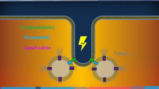 Istologia 40  Muscolare striato scheletrico [upl. by Aicssej]