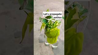 propagating pothos part1 Update will be in part2Have u ever tried it  shorts Ytshorts [upl. by Thedric]