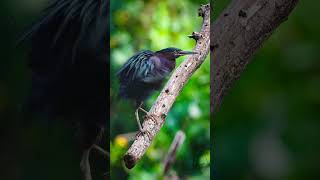 Green Heron preening and shaking its feathers birds nature wildlife [upl. by Yetah]