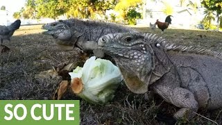 Iguana and chicken showdown over head of lettuce [upl. by Dralliw]