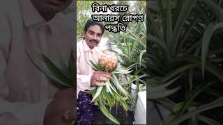 বিনা খরচে আনারস রোপণ পদ্ধতি organicfarming [upl. by Mortensen]