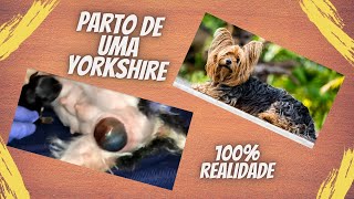 Parto Yorkshire 100 Realidade [upl. by Nekciv]