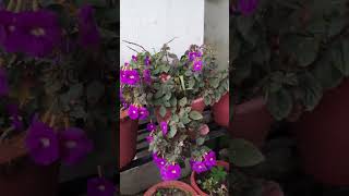 Achimenes longiflorafloweringplantyoutubeviral [upl. by Ciprian]