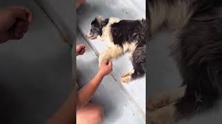 Saving abandoned dog left by former owner on the street❤️ [upl. by Nage968]