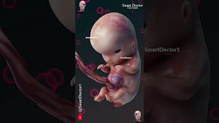 Fetal Development  The Creators Miracle 🤰🏻💞👶🏻 [upl. by Leonor]