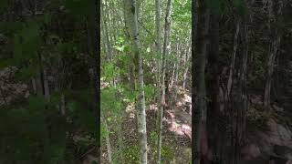 Bear Hunt Day 1 bear camping hunting [upl. by Krause]