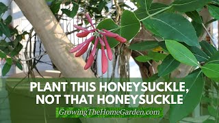 Plant This Honeysuckle Not That Honeysuckle [upl. by Kippy]