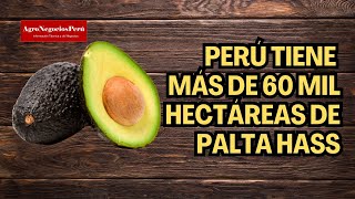 Perú tiene 60132 hectáreas de palta hass y este año crecería 10 más [upl. by Hoshi]